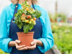 Cultivo de alimentos orgánicos en la comodidad del hogar alimentos orgánicos